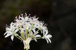 Meadow garlic